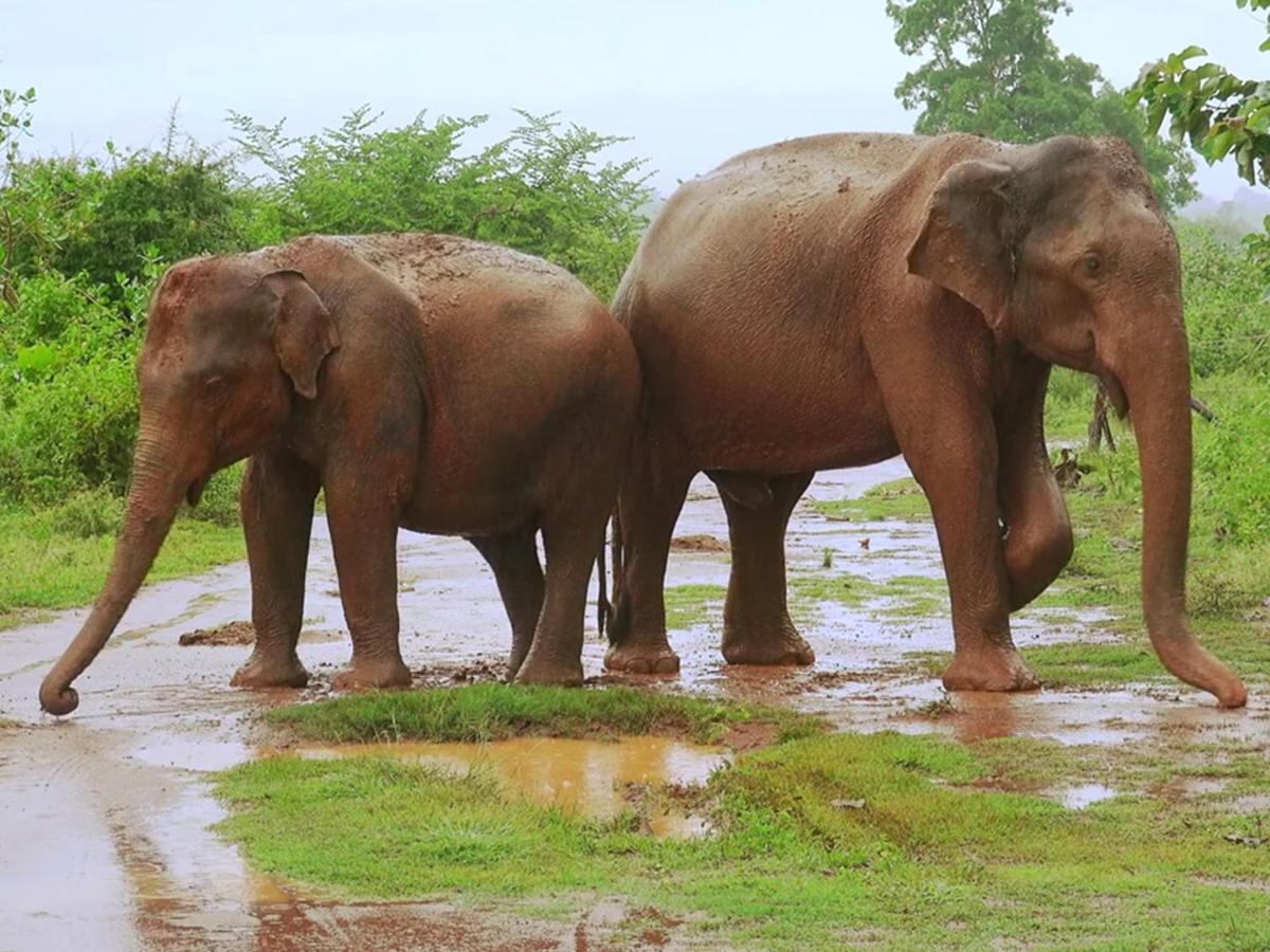 Travellers Halt Ratnapura Exterior foto